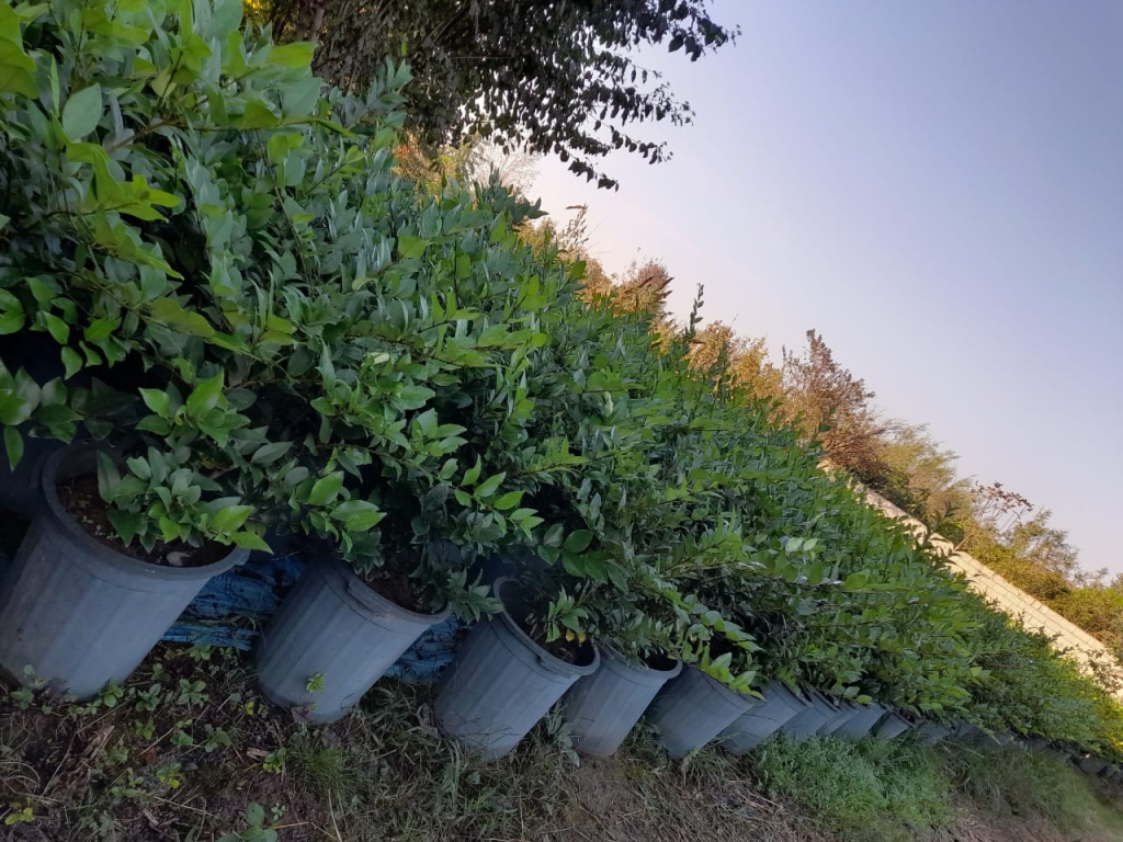 نهالستان‌های بذری