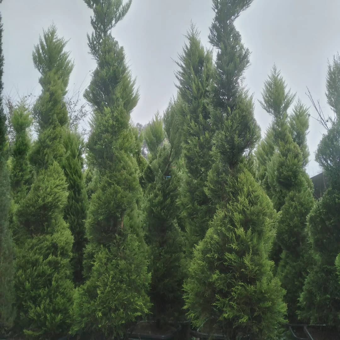 نهال درخچه های زینتی