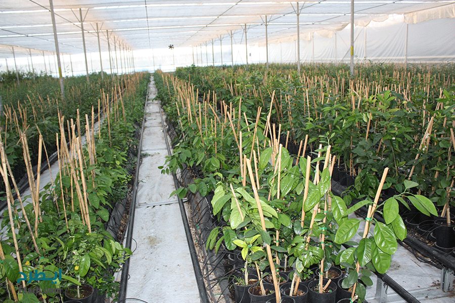 نهالستان‌های بذری