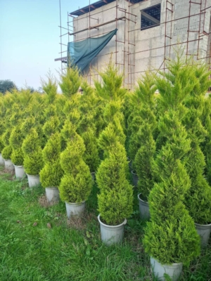 فروش ویژه انواع نهال های زینتی